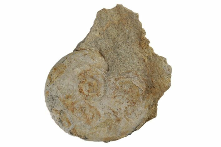 Jurassic Fossil Ammonite (Leioceras) - Dorset, England #189513